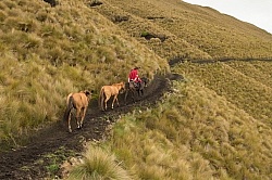 Rodrigo leads Bayou in the High Andes leaving Angels farm
