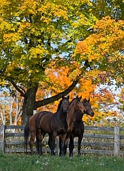 Fall Herd