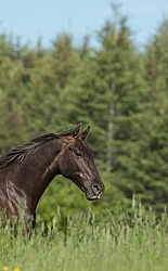 Rocky Mountain Horse Portrait, Bonnie View Farms Rocky Mountain Horse Portrait, Bonnie View Farms
