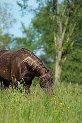 Rocky Mountain Horse Portrait, Bonnie View Farms Rocky Mountain Horse Portrait, Bonnie View Farms