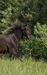 Rocky Mountain Horse Portrait, Bonnie View Farms Rocky Mountain Horse Portrait, Bonnie View Farms