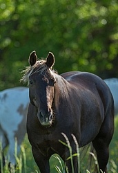Rocky Mountain Horse Portrait, Bonnie View Farms Rocky Mountain Horse Portrait, Bonnie View Farms