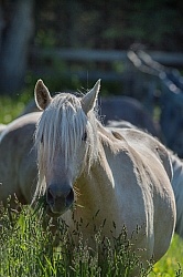 Rocky Mountain Horse Portrait, Bonnie View Farms Rocky Mountain Horse Portrait, Bonnie View Farms