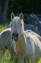 Rocky Mountain Horse Portrait, Bonnie View Farms