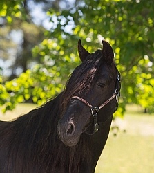 Rocky Mountain Horse Portrait, Bonnie View Farms Rocky Mountain Horse Portrait, Bonnie View Farms
