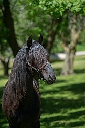 Rocky Mountain Horse Portrait, Bonnie View Farms