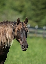 Rocky Mountain Horse Portrait, Bonnie View Farms