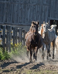 Rocky Mountain Horse Free Running