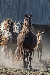 Rocky Mountain Horse Free Running