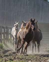 Rocky Mountain Horse Free Running