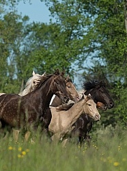 Rocky Mountain Horse Free Running