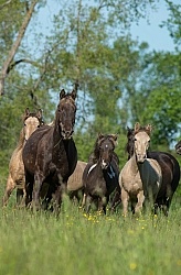 Rocky Mountain Horse Free Running