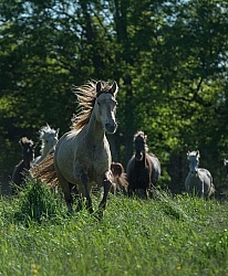 Rocky Mountain Horse Free Running
