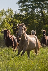 Rocky Mountain Horse Free Running