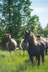 Rocky Mountain Horse Free Running