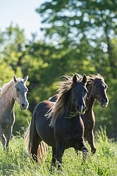 Rocky Mountain Horse Free Running