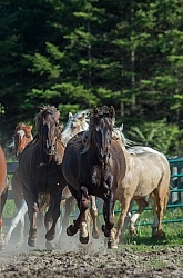 Rocky Mountain Horse Free Running