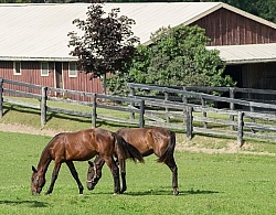 Yearlings Grazing