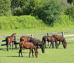 Yearlings Grazing