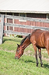 Yearlings Grazing