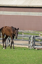 Yearlings Grazing