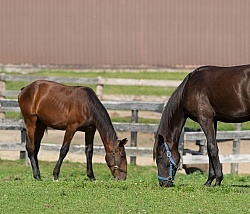 Yearlings Grazing