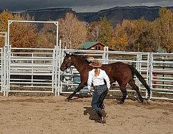Round Pen Work