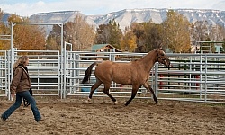 Round Pen Work