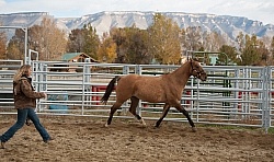 Round Pen Work