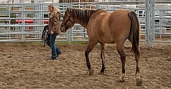 Round Pen Work