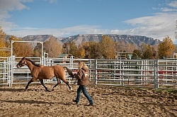 Round Pen Work
