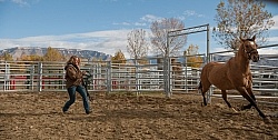 Round Pen Work