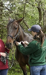 Deb Peddars-Vet  Vaccines Vet Taking Blood