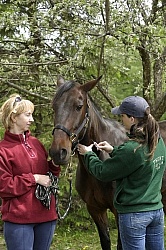 Deb Peddars-Vet  Vaccines Vet Taking Blood