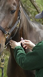 Deb Peddars-Vet  Vaccines Vet Taking Blood