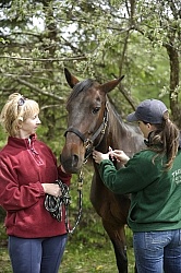 Deb Peddars-Vet  Vaccines Vet Taking Blood