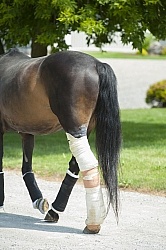 Hand Walking with Leg Bandage