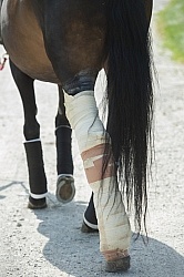 Hand Walking with Leg Bandage