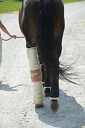 Hand Walking with Leg Bandage