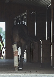 Hand Walking with Leg Bandage