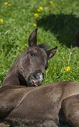 Foal lying down
