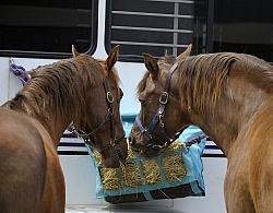 Eating Hay at the Trailer