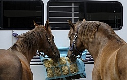 Eating Hay at the Trailer