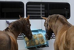 Eating Hay at the Trailer