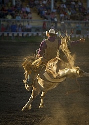 Bucking Bronco