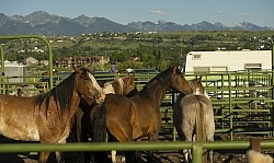 Rodeo Horses In Pens