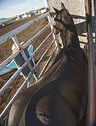 Broncos in the Chute
