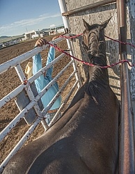 Broncos in the Chute