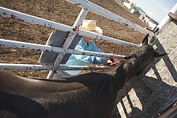 Broncos in the Chute