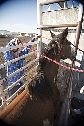 Broncos in the Chute